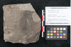 Foto (Objekt + Etikett) von Cassia berenices Unger (NHMW-GEO-2024-0188-8047)